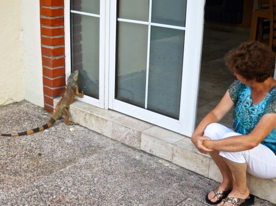 Peggy sat where I had and admired the iguana as he tried to reach his reflection.