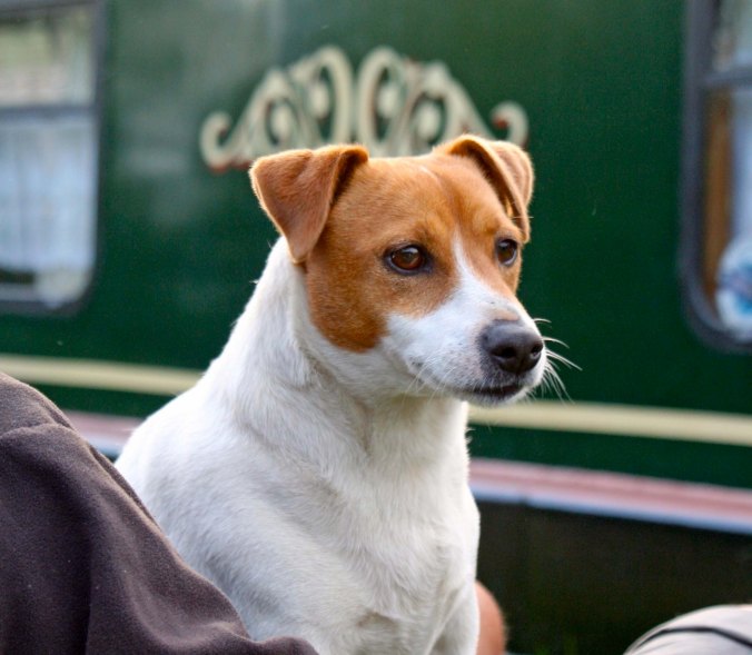 Next to the boat, sitting on the owner's lap, was the dog.