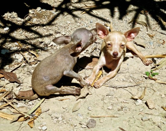 Is there a Chihuahua in your future. Even though Senior Pooch pretended to be deaf, he couldn't avoid having his numerous faults listed, again and again.