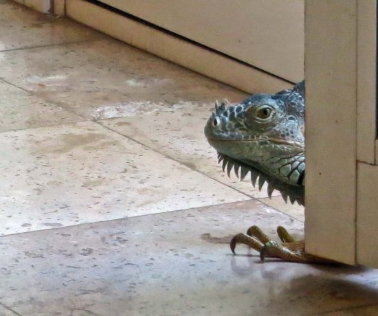 We left the door open to see if the iguana would come inside searching for the other iguana. We were thrilled to see his head appear…