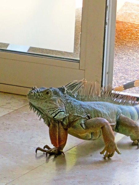 …Soon to be followed by the rest of the iguana. 