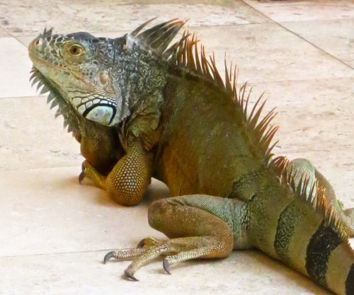 The iguana settled onto the floor and checked us our. He looked much less beat up than the first iguana that had come to visit. Note the size of the claws.