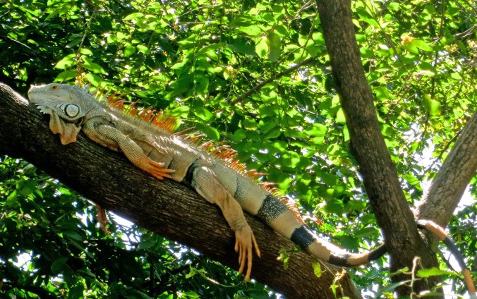 This big fellow was taking his afternoon siesta in a tree next Puerto Vallarta’s attractive River Cuale. 