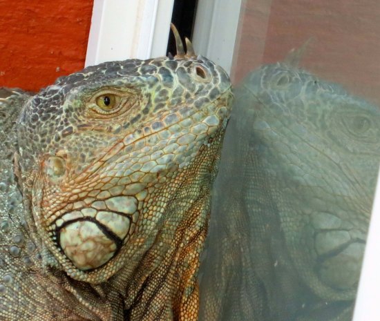 I discovered the iguana was admiring its reflection in the window and wondered if it was breeding season and the large Puerto Vallarta lizard believed he had found true love— or possibly a rival. 