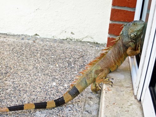 I found the Puerto Vallarta iguana outside scratching at our window. Was it asking to come in?