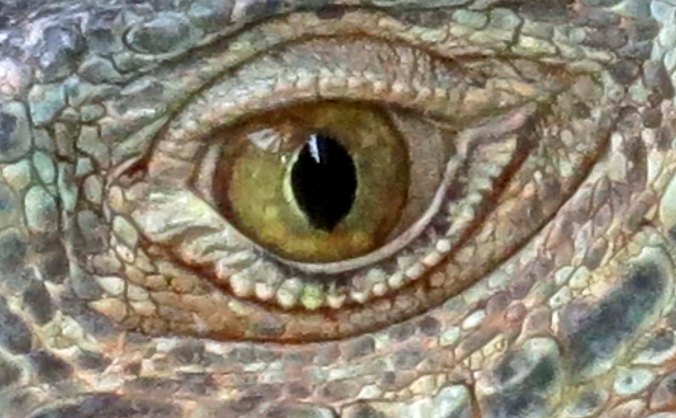 As the iguana stared balefully back at me, his eye seemed to grow. 