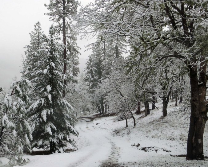 There is great beauty in the world. Snow adds another dimension. This is the road leading down to our house.