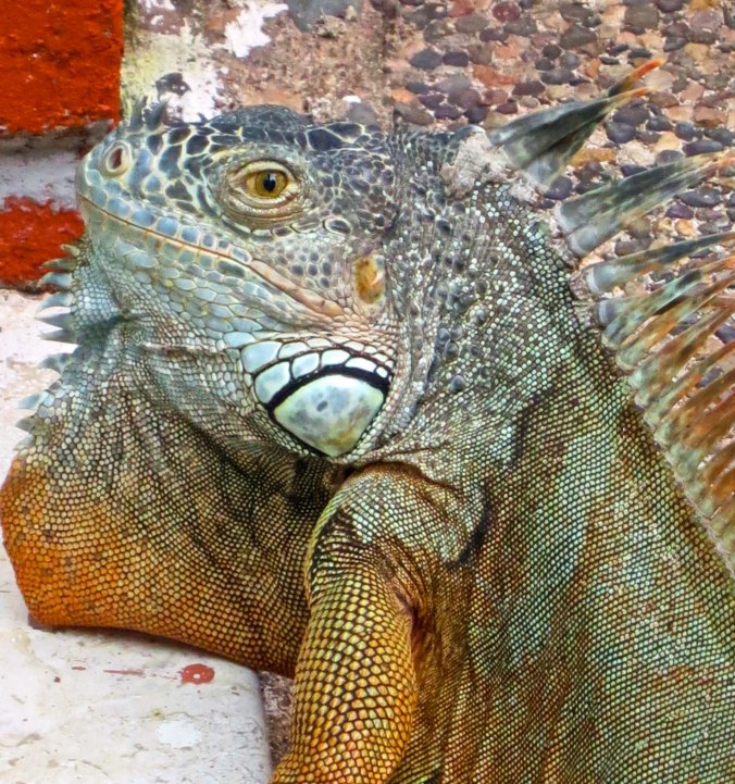 No doubt about it, the highlight of our visit to Puerto Vallarta, Mexico this year was our visit by Senior Iggy, the Iguana.