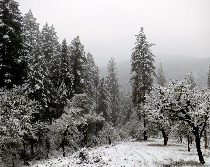 Just past the road, our walk took us into Klamath National Forest that borders the back of out property.