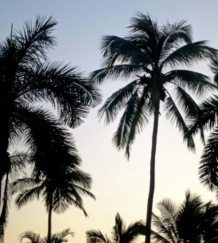 We would head out to the beach every evening to catch the sunset. I liked the silhouette of these palm tress created by the setting sun.