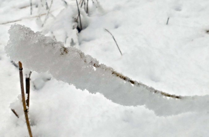 Not to be outdone, a stalk of grass captured its own share of beauty.