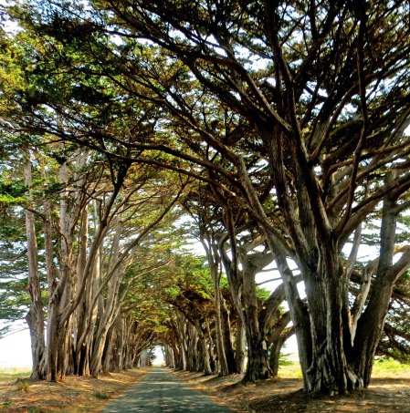 This tunnel of cypress trees leading into the Marconi-RCA headquarters receiving station at Point Reyes National Seashore in California is considered one of the most beautiful tree tunnels in the world.