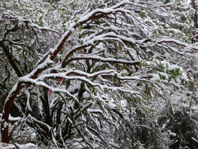 A manzanita bush shows off its winter coat.