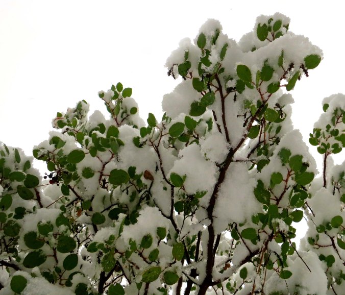 Its leaves provided a splash of green.