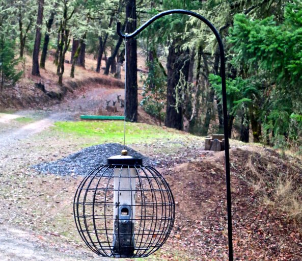 I look out on the bird feeder from my writing chair. It provides endless entertainment. You never know who might be hanging out. 