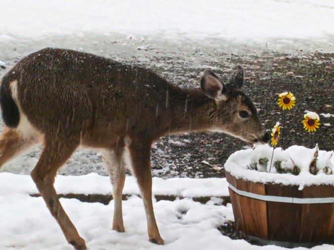 As we stepped out our back door, this young fellow was taking time out to smell the daisies. (That's called artistic license. Actually he was checking the metal flowers to see if they were edible.)