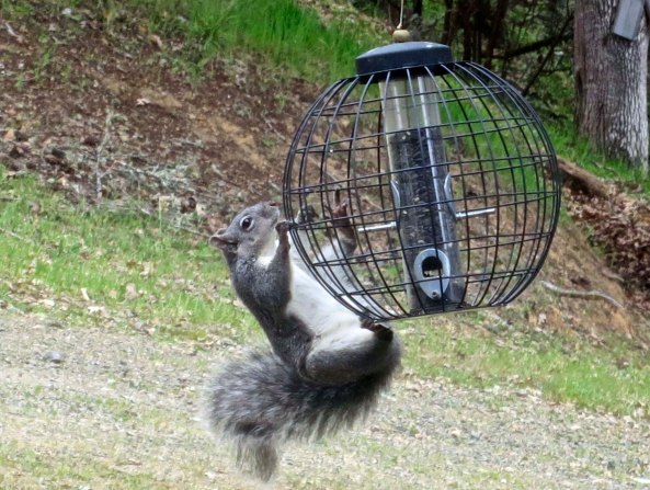 Interest in the bird feed goes beyond birds as this gray squirrel demonstrates. It shimmied up the pole, which was quite humorous.