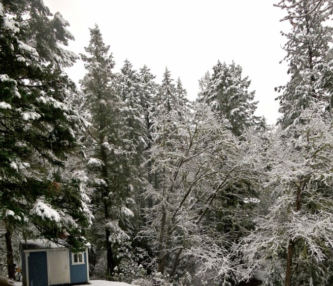 Snow covered trees towered over our tool shed. There would be no yard work today!