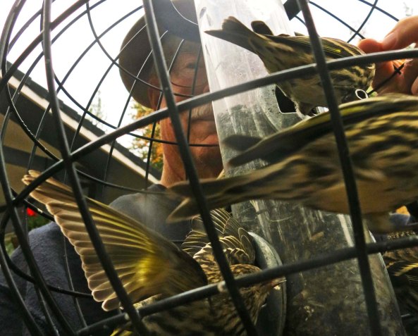 With one hand holding the feeder and my other hand my camera, I worked to catch a photo of the busy sparrows.