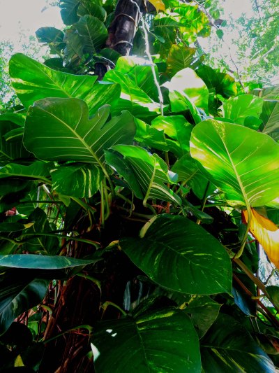 Tropical look in Puerto Vallarta