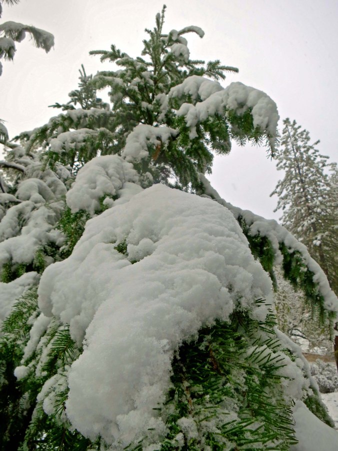 The limbs of this Douglas fir were bowing with the snow it had collected.