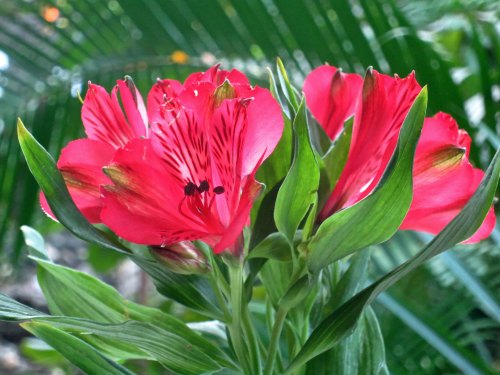 7 Tropical flowers in Puerto Valarta