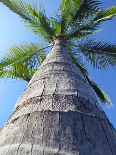 Palm tree in Puerto Vallarta