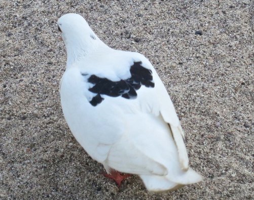 Pigeon with flying symbol on back in Puerto Vallarta