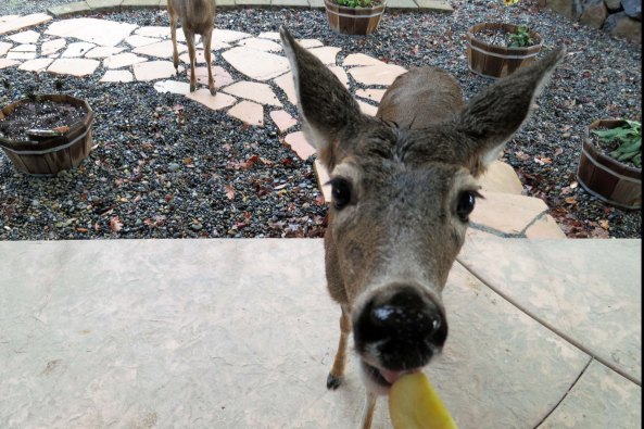 Of the many visitors to our home I blog about is the deer herd that lives in our backyard and has become quite fond of apples.