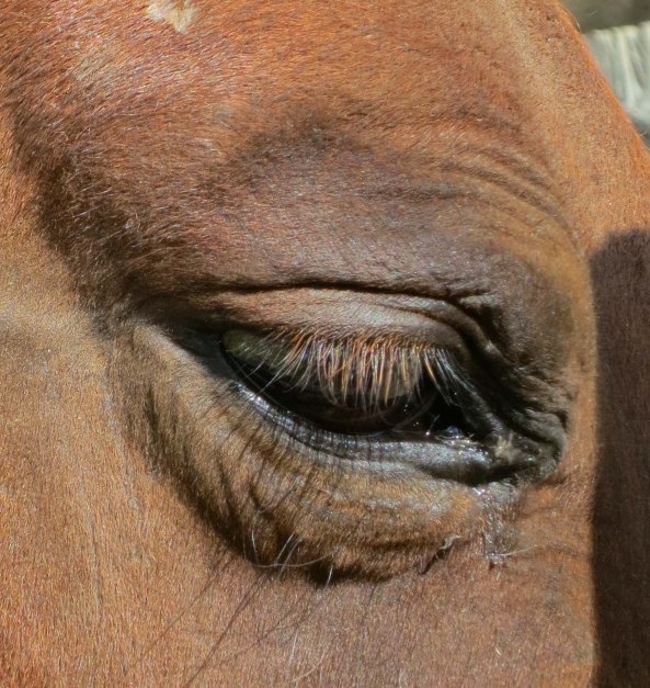 A horse came galloping across a pasture to greet me as I walked to the fair and gave me the eye. If I understand horse language correctly, it asked, "You wouldn't happen to have a carrot in your pocket, would you?"