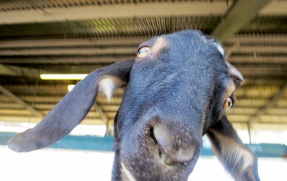 Goats have always been one of my top reasons for visiting county fairs. This fellow was very curious about my camera. Shortly afterwards he tries to nibble on my shirt.