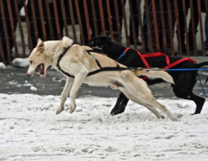 A sled dog strains against its harness as it leaps to take off in the annual Fur Rendezvous championship sled dog races.