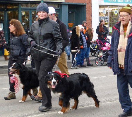 Bernese Mountain Dogs were out in force at the parade. 