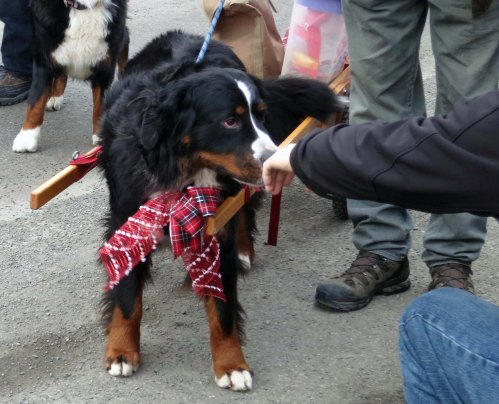 This Bernese Mountain Dog stopped by for a sniff.