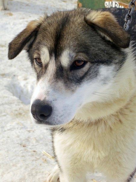 Luke Skywalker was happy to greet the grandkids. All of the dogs came with imaginative names.