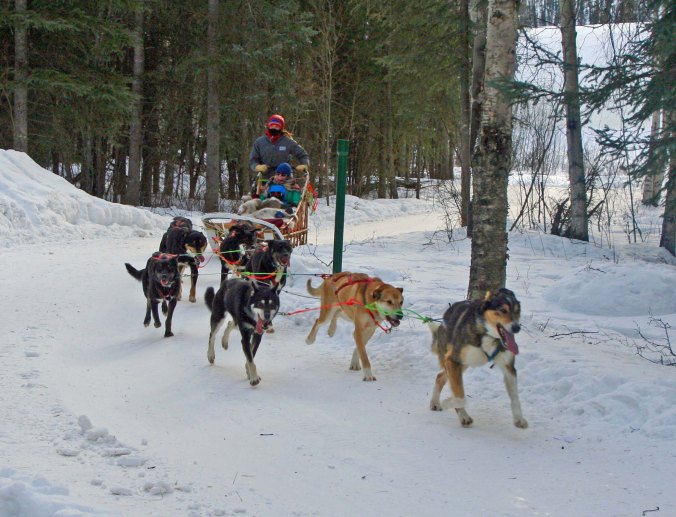 A final shot of the sled dogs at Chena Hot Springs as they round a corner carrying Tony, Connor and Cooper. (Photo by Peggy Mekemson.)