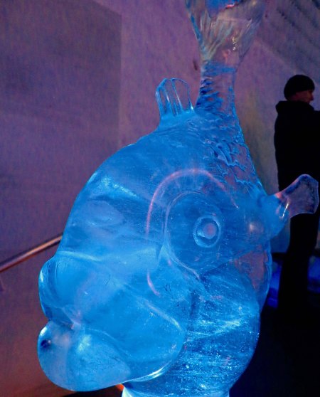 This fish with its huge lips was amusing.