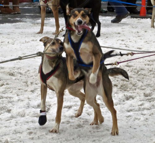 As I mentioned above, sled dogs love to run and compete as much as the finest of Olympic athletes. This dog is saying, "I'm ready, Let's go!"