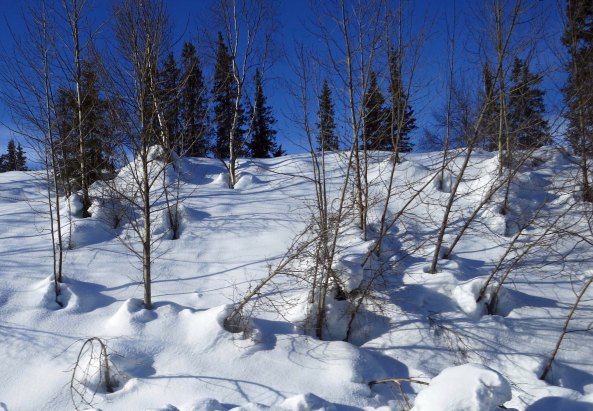 Snow, trees and shadows provided interesting compositions.