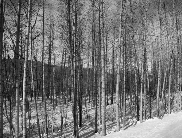 I thought these birch trees deserved a black and white look.