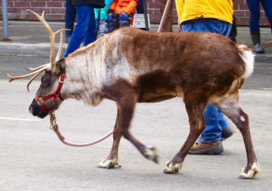 Star the Reindeer lives on a lot in downtown Anchorage. I think there is a requirement that he participate in all Anchorage parades.