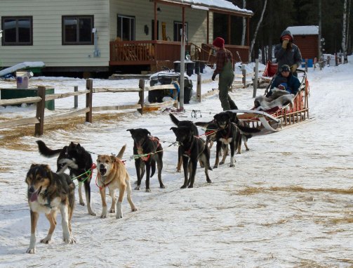 These dogs in Chena Hot Springs were prepared to provide our son Tony and grandsons cooper and Connor with a ride. The fist dog is the lead dog, the next are swing dogs, the following four are team dogs and the last two are wheel dogs.