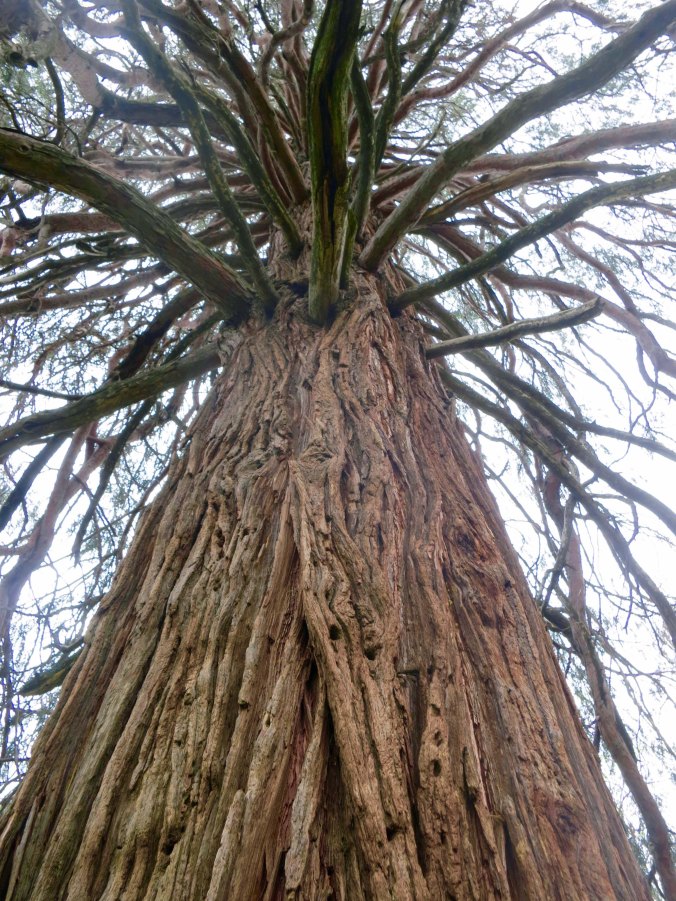 This old Incense Cedar dominated the Graveyard. It was probably planted in the 1850s. it's lower limbs held a tree fort that Pop had built for my brother and me.