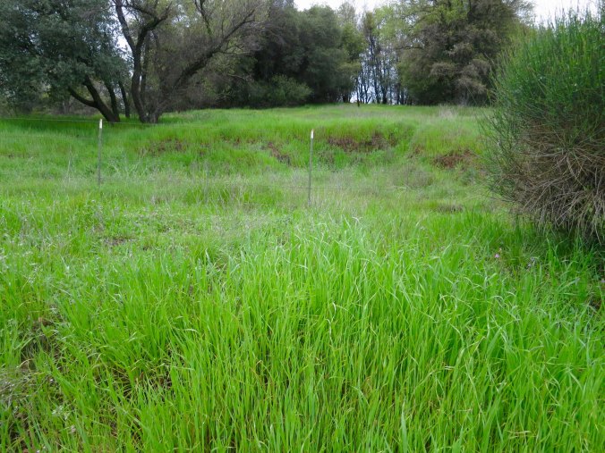 Every few feet of bicycling brought back a memory. This sunken ground was once a cave that included the crystal clear springs that gave Diamond its name. 