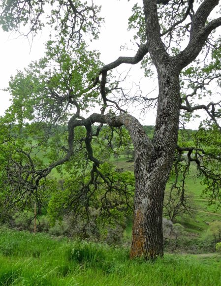 My plans were to start my trip by cycling down Highway 49 through the foothills of California, which are beautiful in the spring.