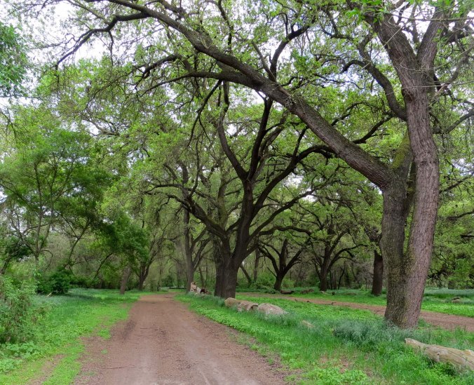I camped out for the first time on my bike journey at McConnell State Recreation Area on the Merced River