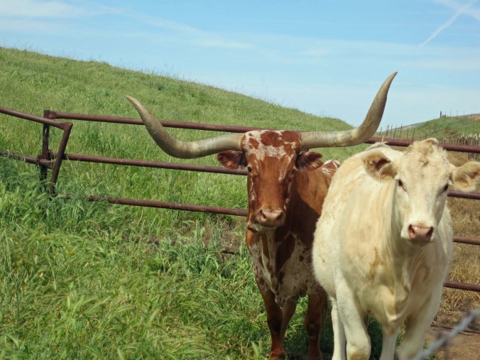 You can get lonely when you are out on the road. I'd moo at cattle along the way for entertainment. They always turned to look, and would often moo back.