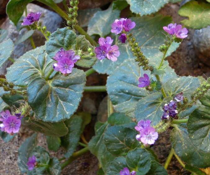 We just missed the major display of flowers in Death Valley, but I caught these guys in Golden Canyon.