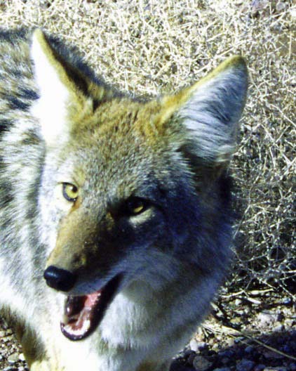 A coyote ran along beside me for a short while as I rode out of Death Valley. Here's a shot of a Death Valley coyote saying , "Feed me!"