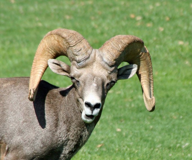 The herd ram determining whether my taking his photo was something he should be objecting to.